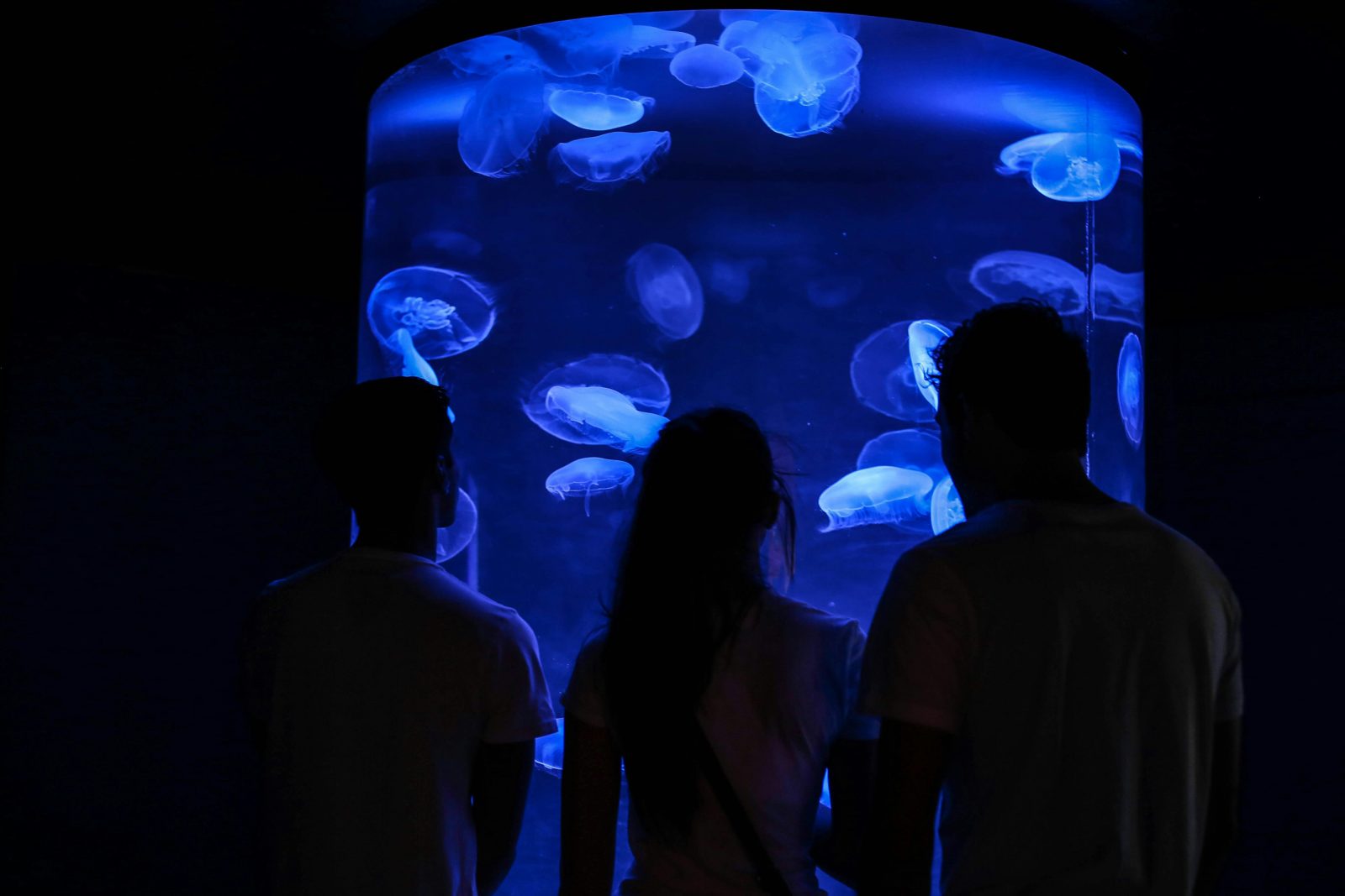 Ripley's Aquarium